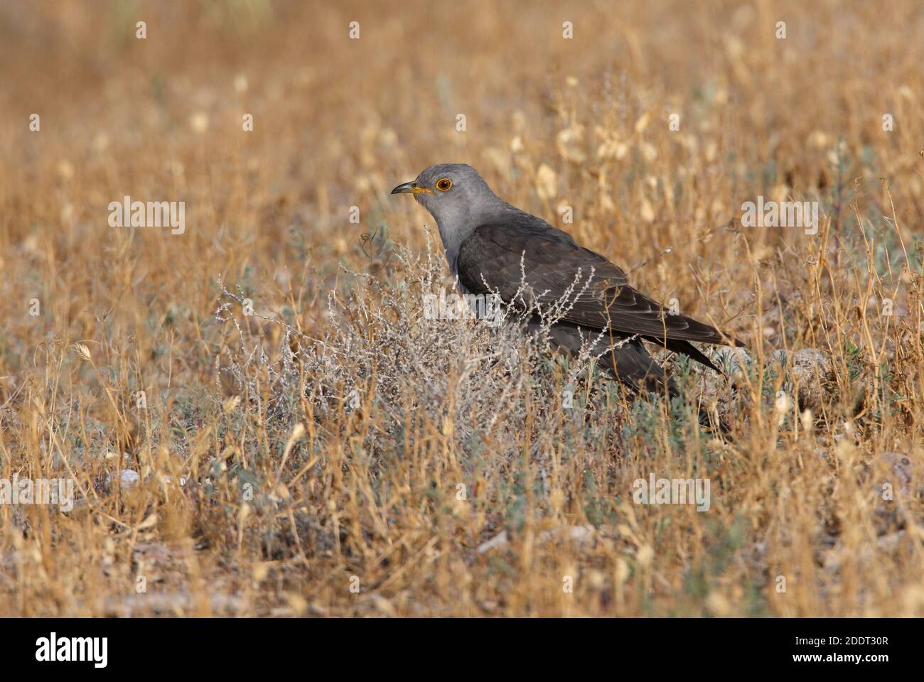 Kuckuck (Cuculus canorus) Erwachsene Jagd Raupen am Boden See Balkhasch, Kasachstan Juni Stockfoto