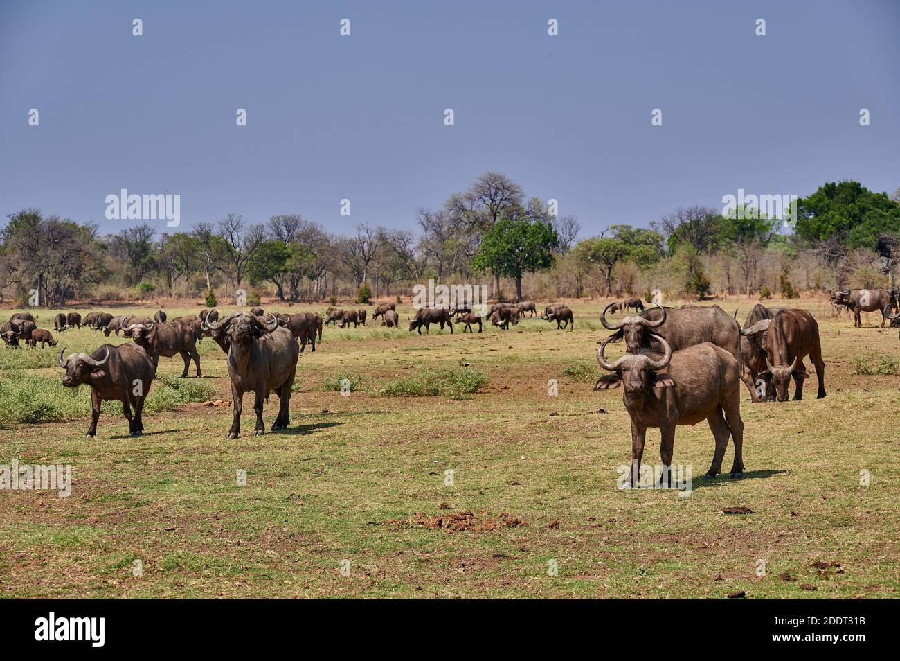 Herde von afrikanischen Büffeln oder Kapbüffeln (Syncerus caffer), South Luangwa National Park, Mfuwe, Sambia, Afrika Stockfoto