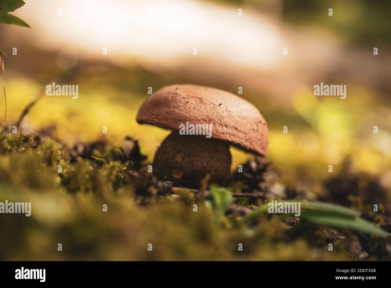 Gerundete Pilzdecke auf Waldboden Stockfoto