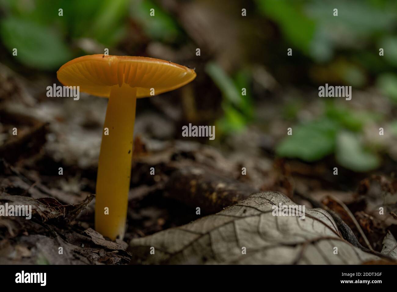 Rhododendron drängen sich um Mountain Stream mit orangen Pilzen Stockfoto