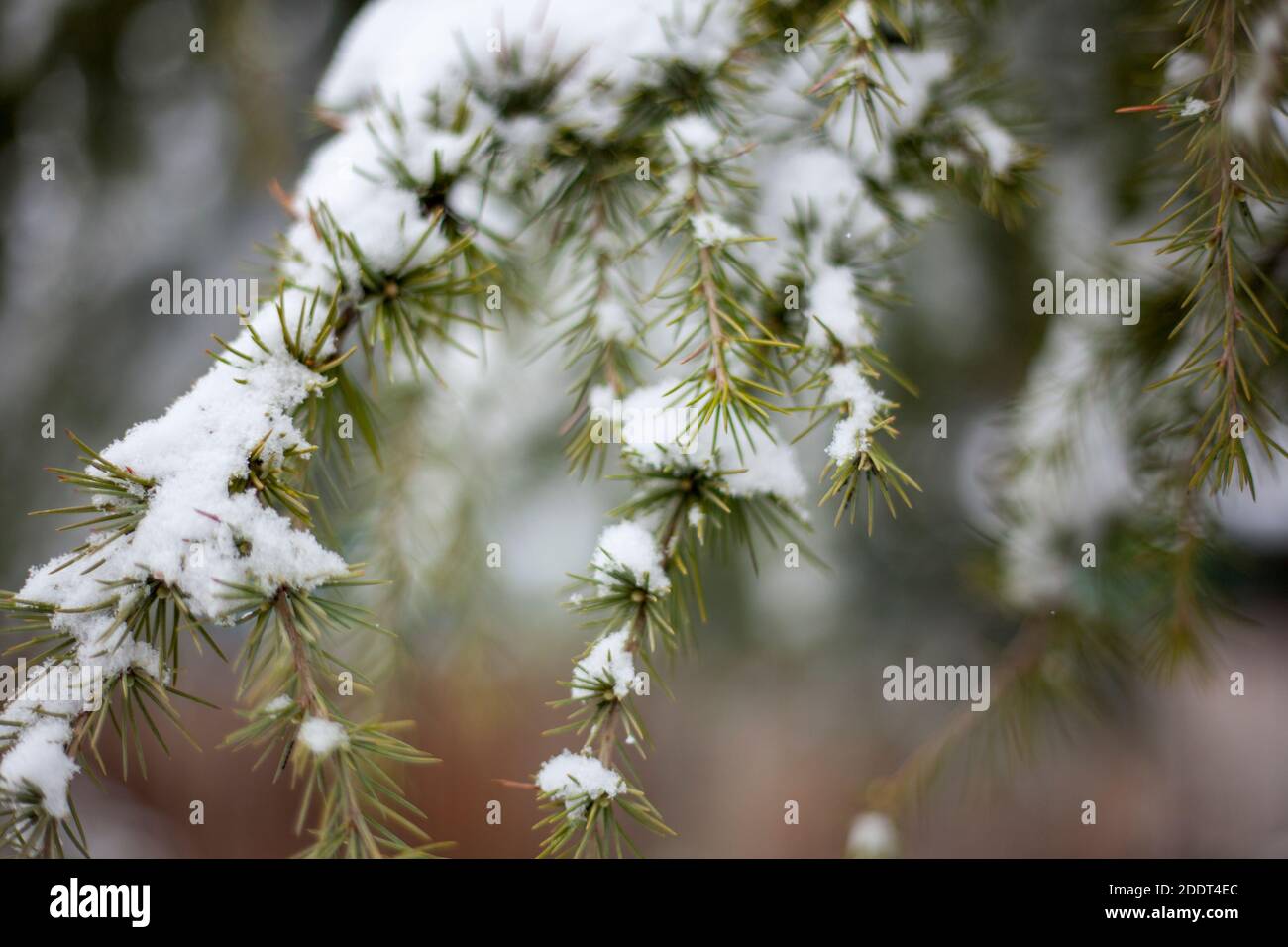 Nahaufnahme von Schnee auf Kiefernblättern Stockfoto