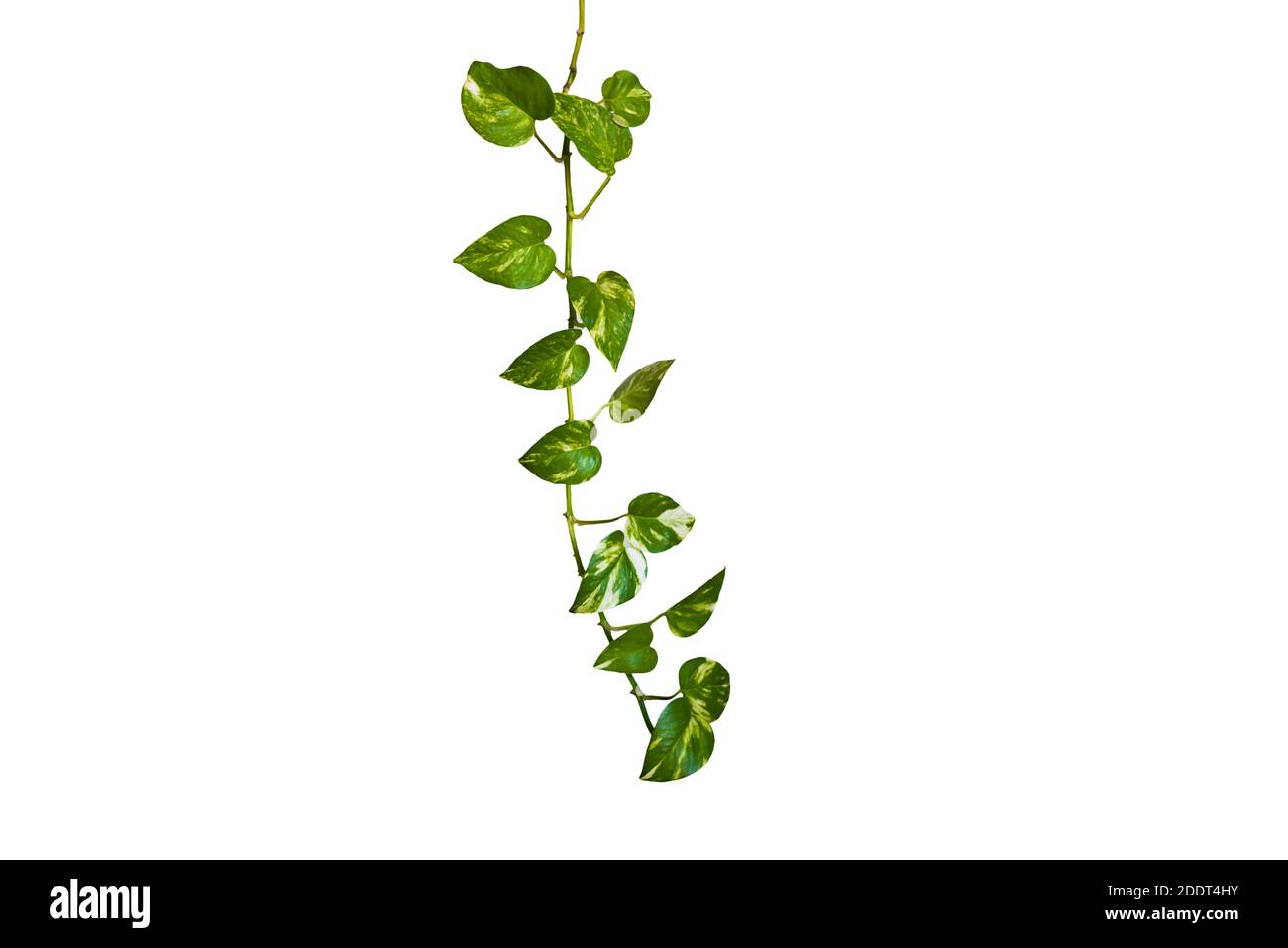 Herzförmige grüne Blätter Weinstock Efeu Pflanze Busch von Teufels Efeu oder golden Pothos (Epipremnum aureum) isoliert auf Hintergrund mit Clipping Pfad. Stockfoto