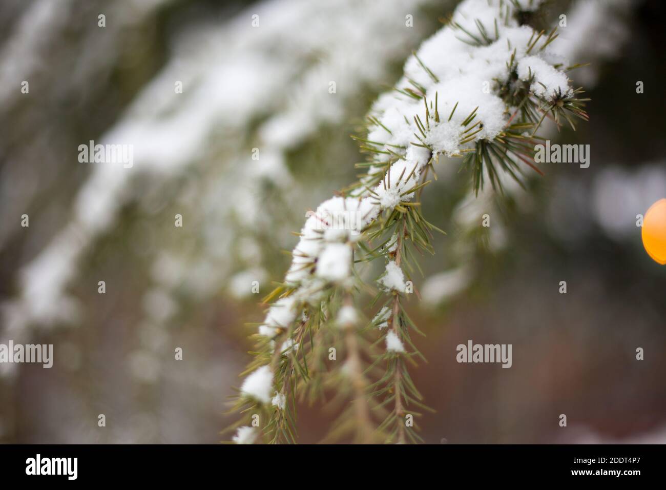 Nahaufnahme von Schnee auf Kiefernblättern Stockfoto