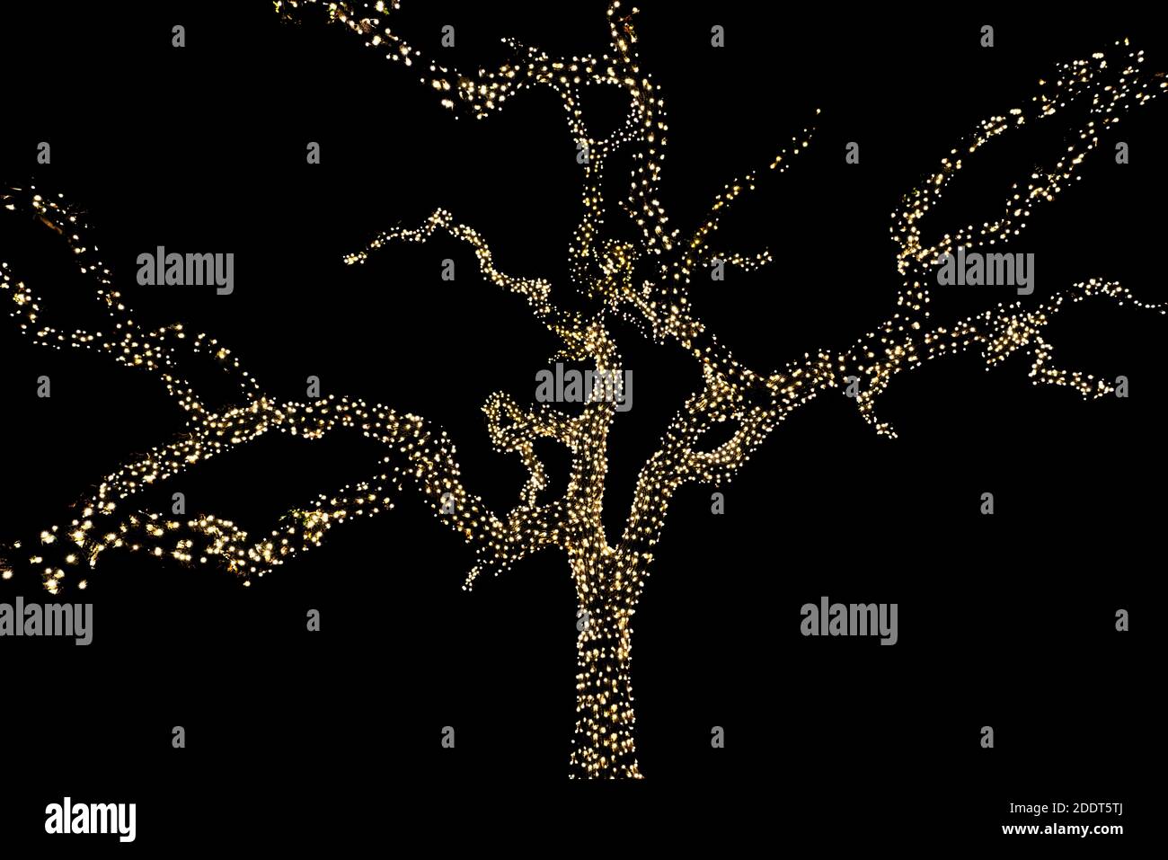 Alte Baum in dekorative Weihnachten Weihnachtslichter eingewickelt. Stockfoto