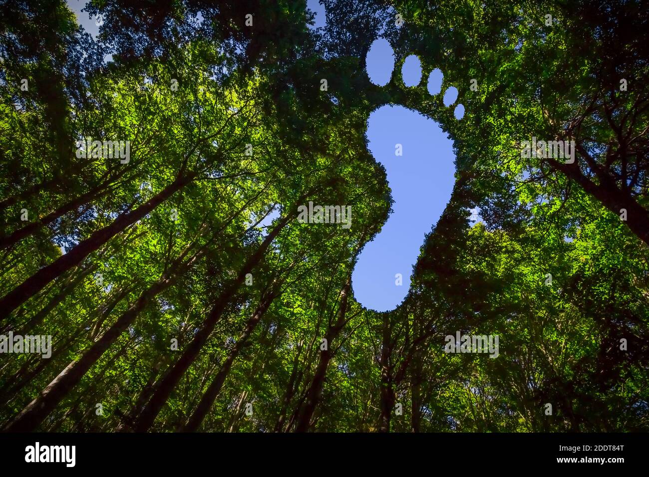 Das Vordach dieses Waldes hat ein Loch in der Form Eines Barefoot Footprints Stockfoto