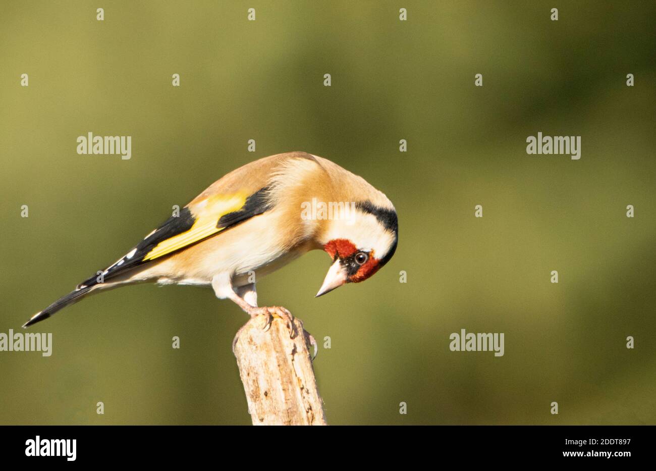 Goldfinch, Carduelis carduelis, kleiner farbenfroher Vogel, der auf einem Zweig in einem britischen Garten thront Stockfoto