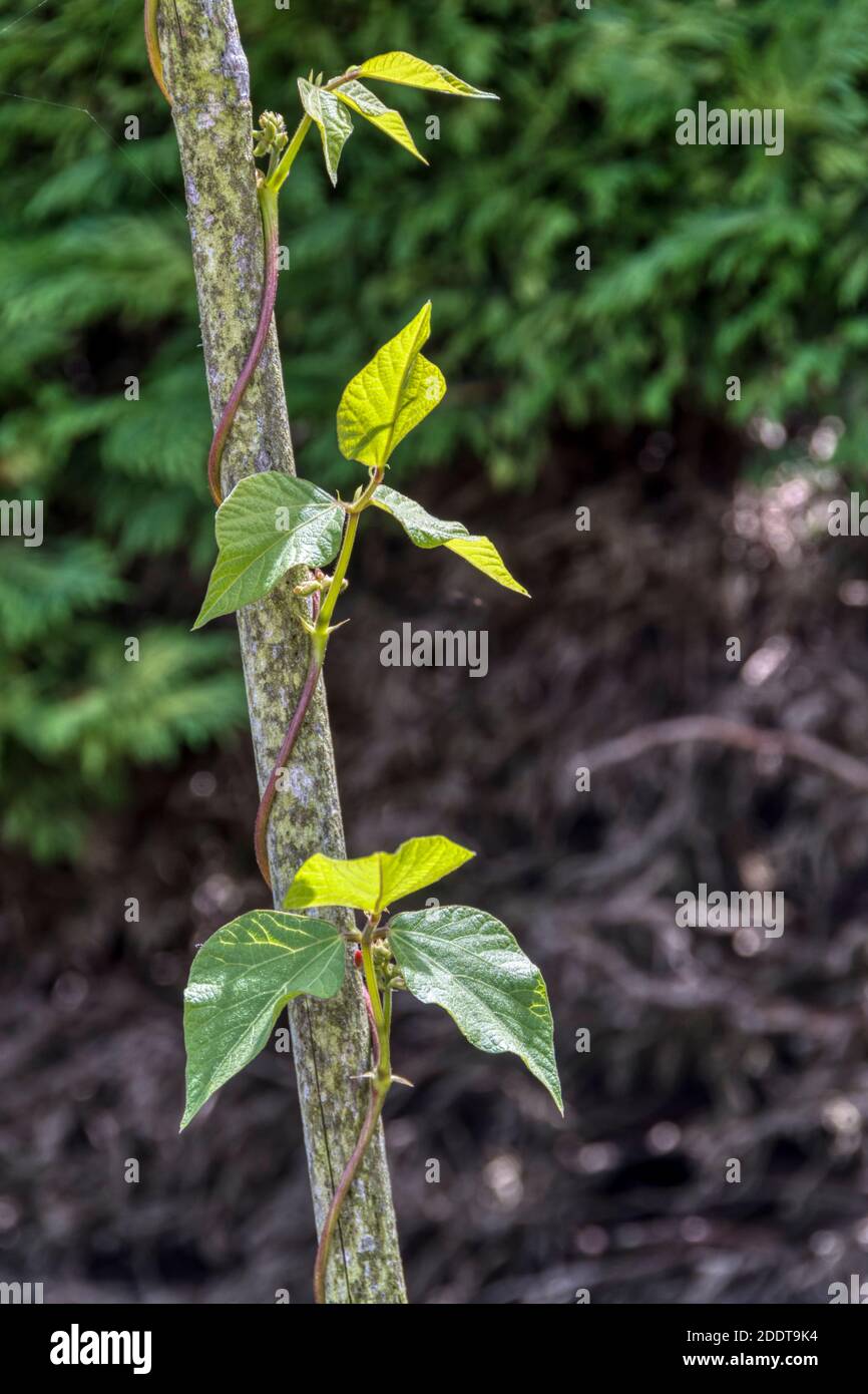 „Streamline“-Runner-Bohnen, Phaseolus coccineus, zeigen positive Phototropie, die sich um einen Bambusrohr-Bienenstock verdreht, um zur Sonne zu wachsen. Stockfoto