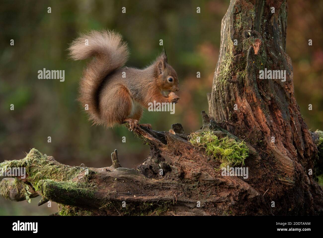 Rotes Eichhörnchen (Sciurus vulgaris), sitzt in der klassischen Pose, im Winter Pelage, Fütterung, Dumfries, SW Schottland Stockfoto