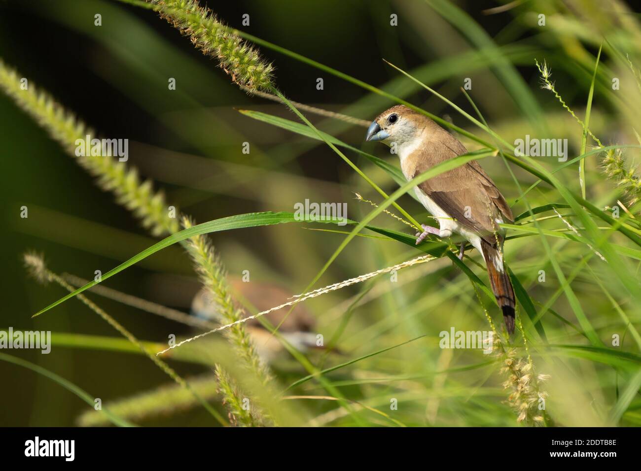 Indischer Silberbill in einem öffentlichen Park in Doha, Katar Stockfoto