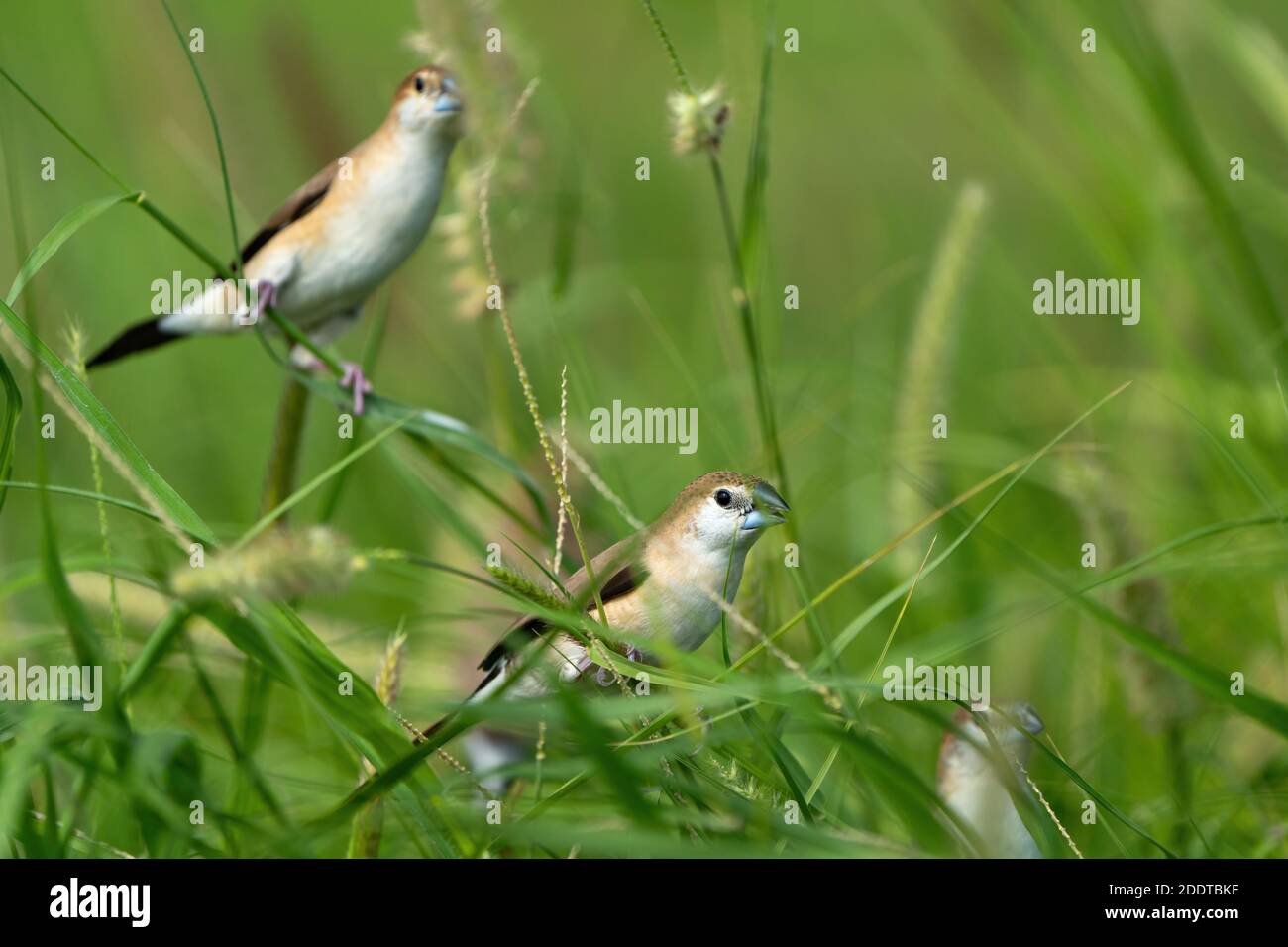Indischer Silberbill in einem öffentlichen Park in Doha, Katar Stockfoto