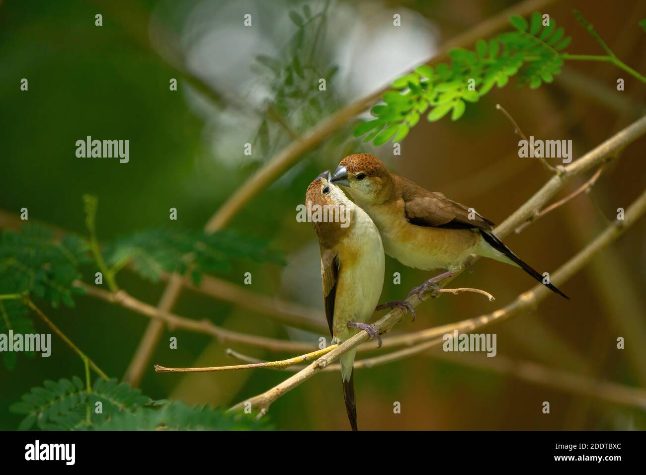 Indischer Silberbill in einem öffentlichen Park in Doha, Katar Stockfoto