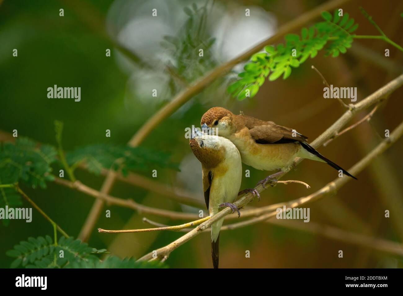 Indischer Silberbill in einem öffentlichen Park in Doha, Katar Stockfoto