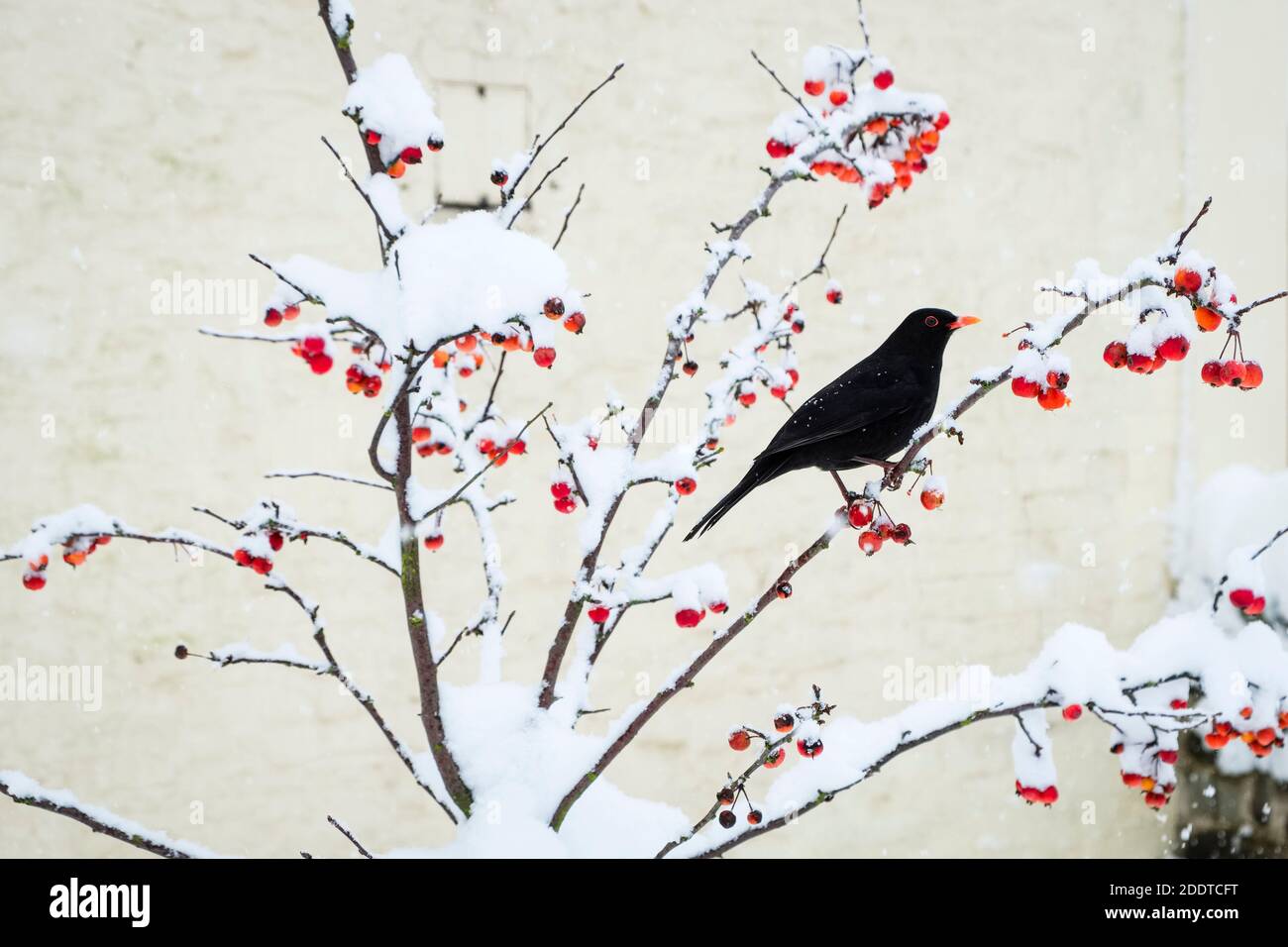 Eine hungrige Amsel pflückt nach einem schweren Winterschnee in Presteigne, Powys, Wales, Großbritannien Früchte von einem Krabbenapfelbaum Stockfoto