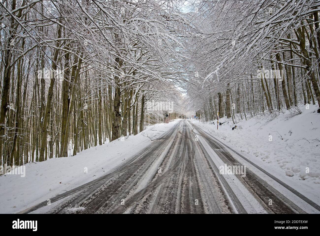 Straße durch den Monte Amiata Wald mit Schnee, Toskana, Italien Stockfoto