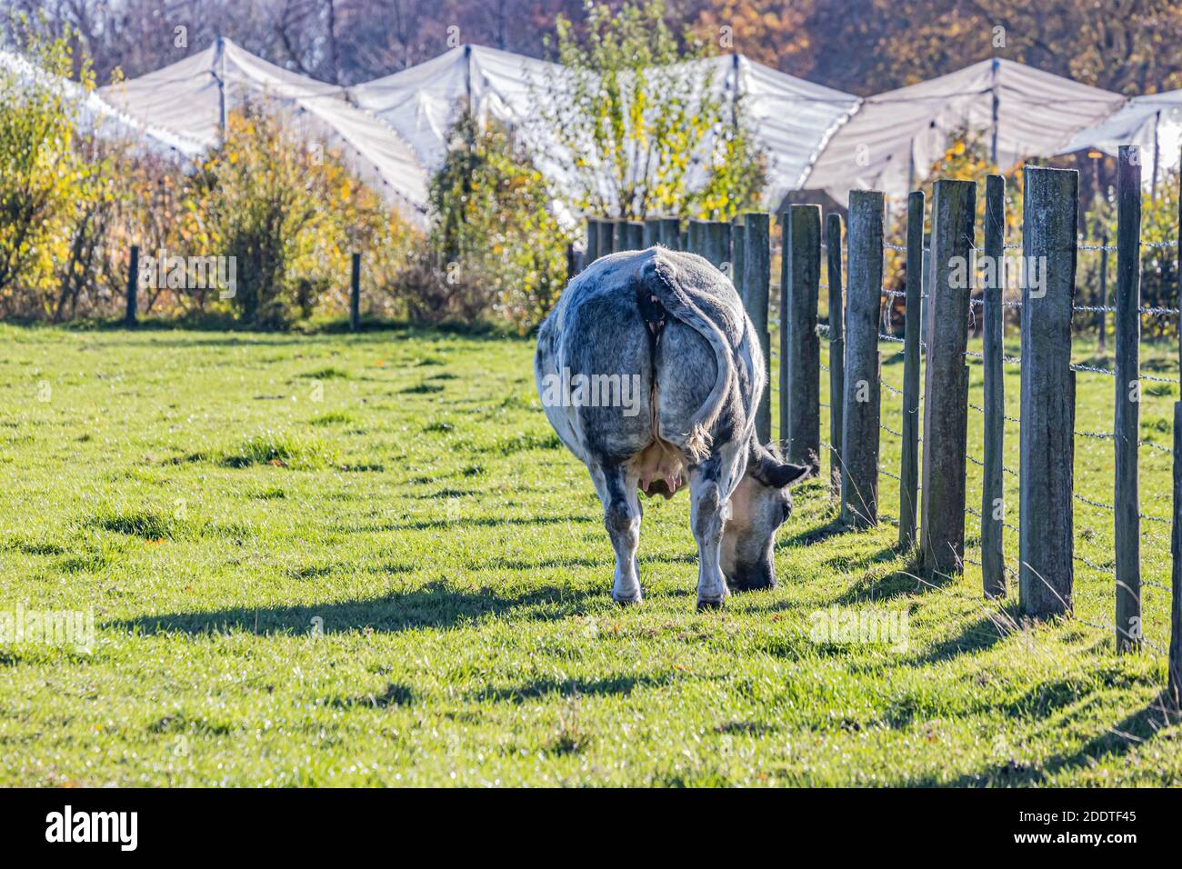 Rückansicht einer Milchkuh mit grauweißem Fell und schwarzen Flecken ruhig grasen auf grünem Gras auf einem Bauernhof mit einem verschwommenen Hintergrund, sonnigen Tag im Süden Stockfoto