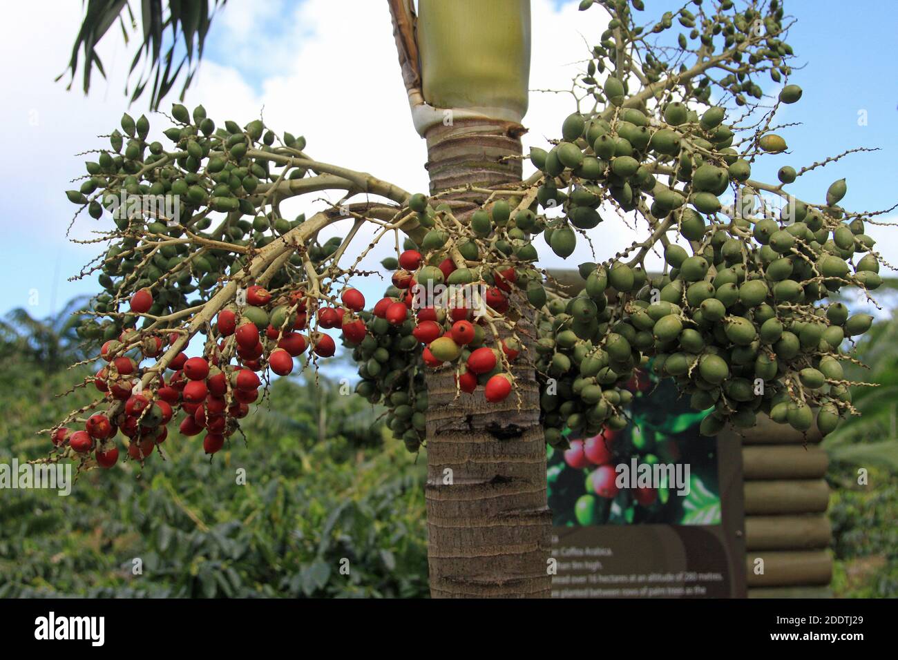 Arabica-Kaffeebohnen auf dem Baum in Mauritius Stockfoto