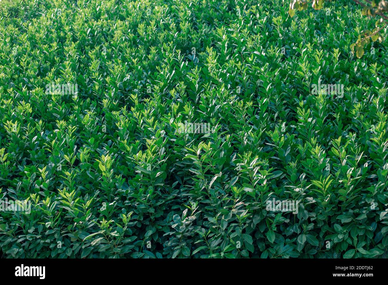 Hintergrund der leuchtend grünen Blätter einer Pflanze. Grüner Zaun, Parkdekor. Stockfoto