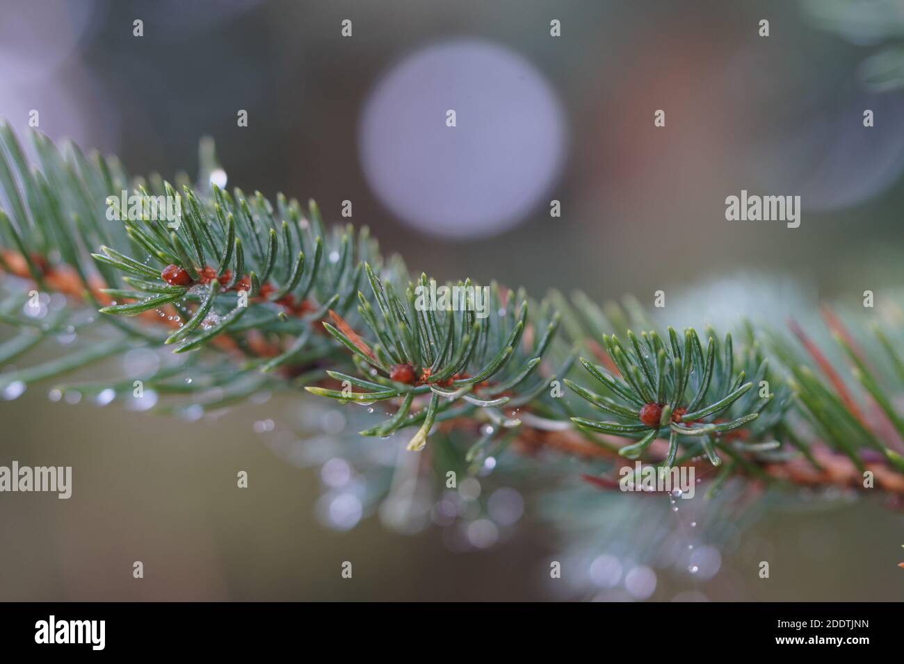 Tannenast mit Wassertropfen Stockfoto
