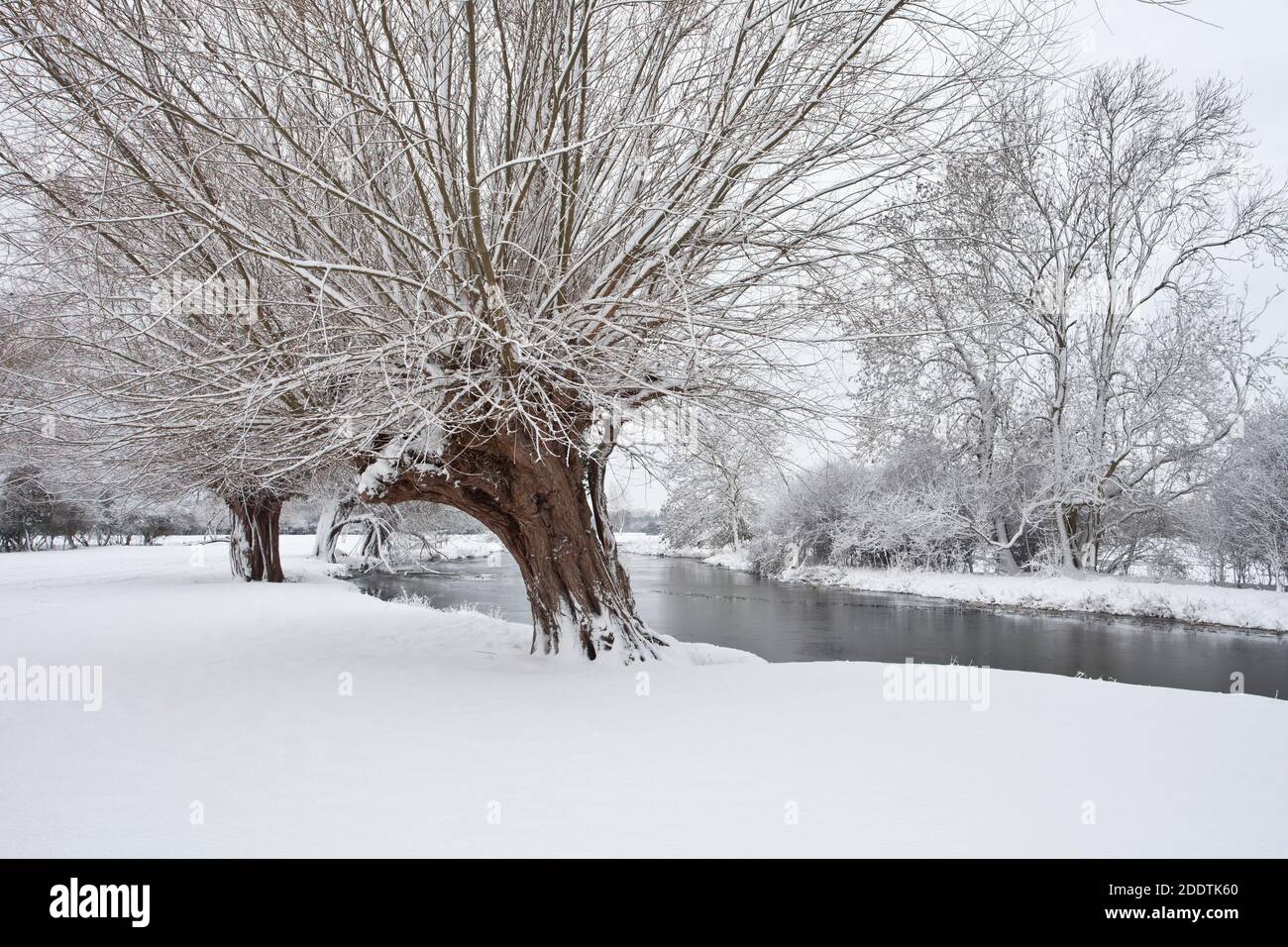 Der Winter kommt an den Fluss Stour in Suffolk. Alte Weiden in Stratford Stockfoto
