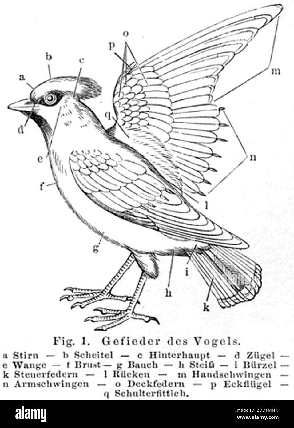 Koerperteile der Voegel 2.1. Stockfoto