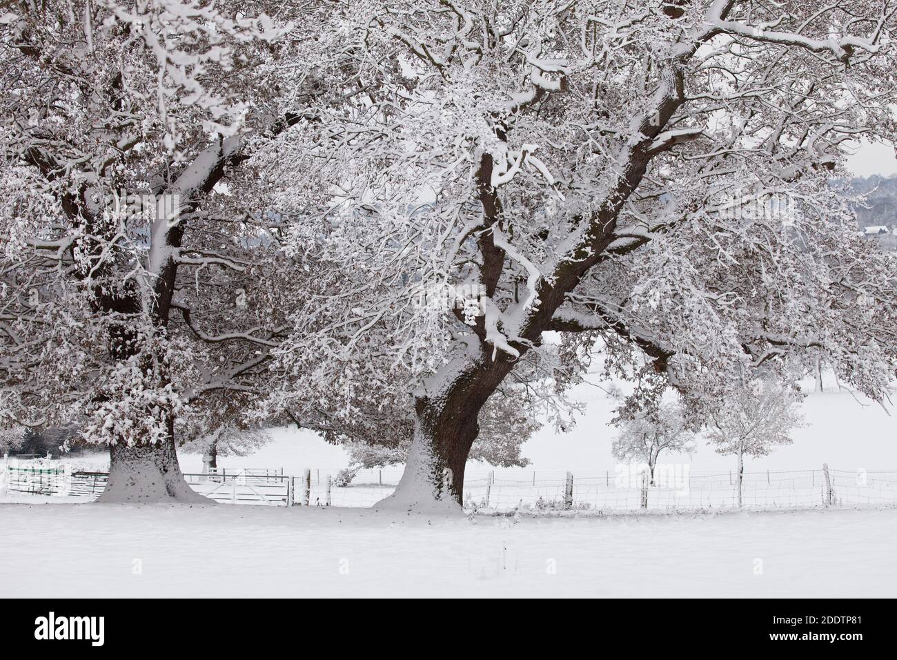 Schneebedeckte Bäume und Wasserwiesen in Dedham Vale by Flatford Mill in Suffolk Stockfoto