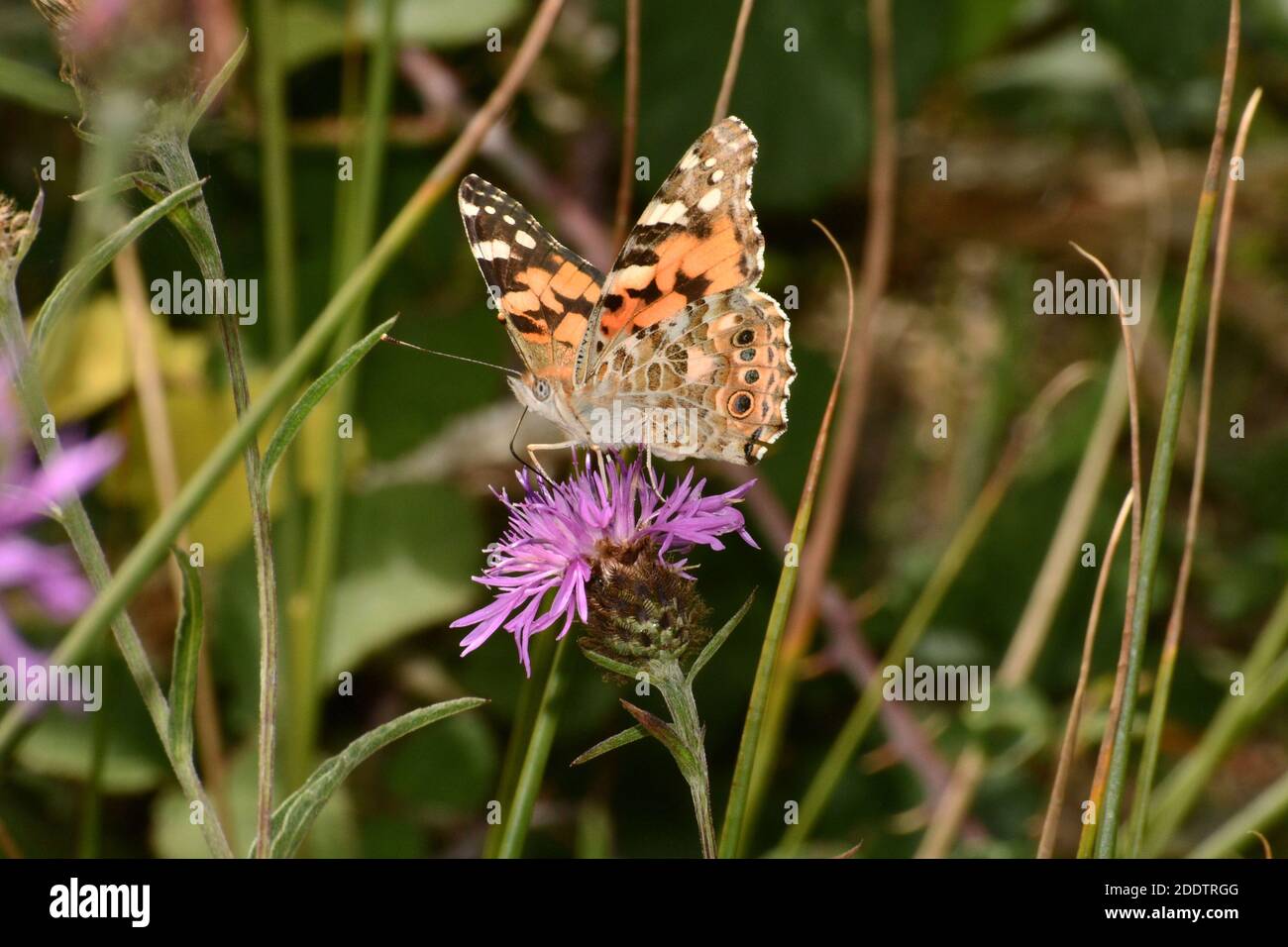 Gemalte Dame Schmetterling 'Vanessa cardui' in Ruhe auf einem Knuspelzkraut In Dorset, Großbritannien Stockfoto
