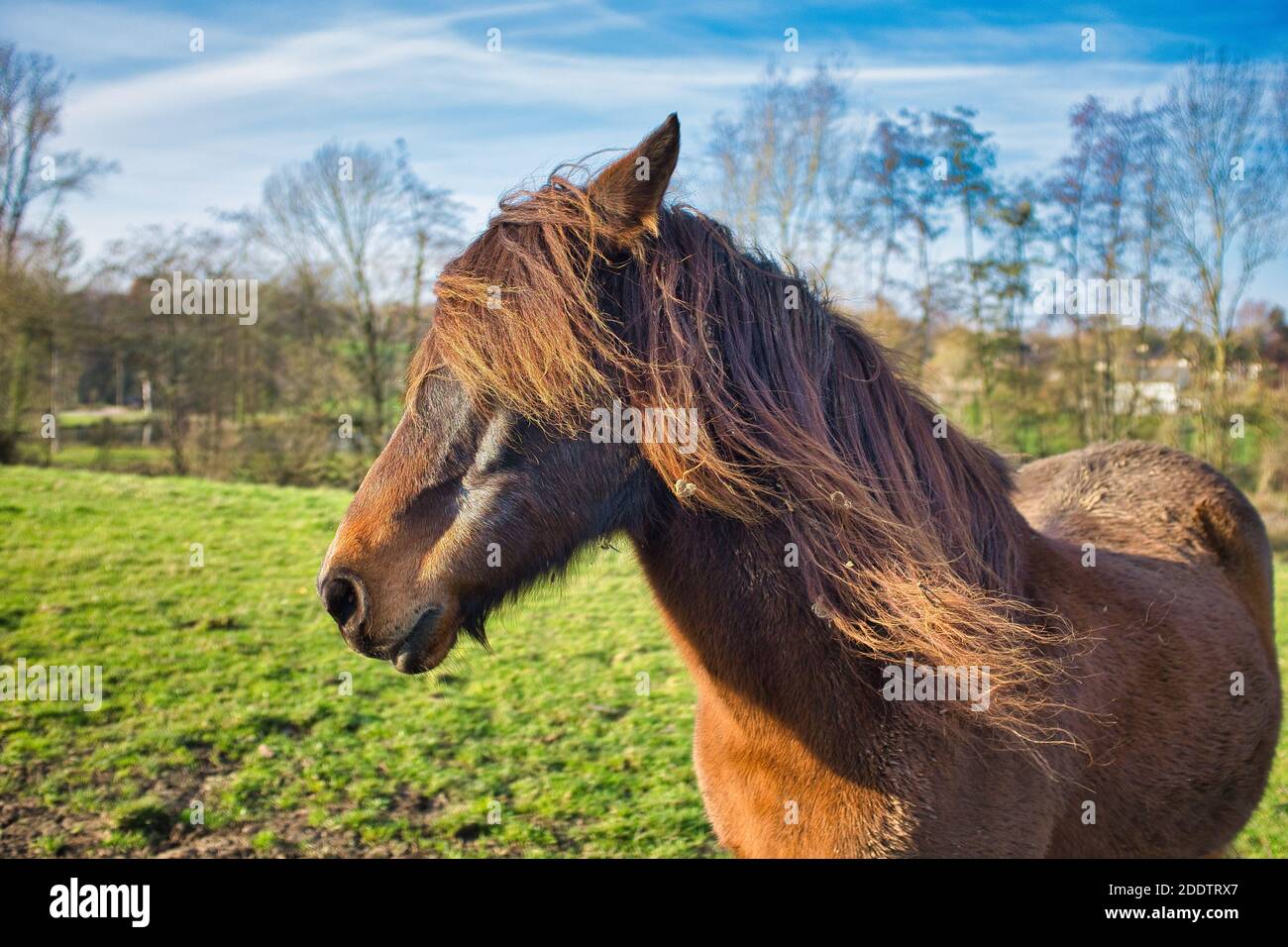 Nahaufnahme eines braunen Pferdes auf den Feldern Stockfoto