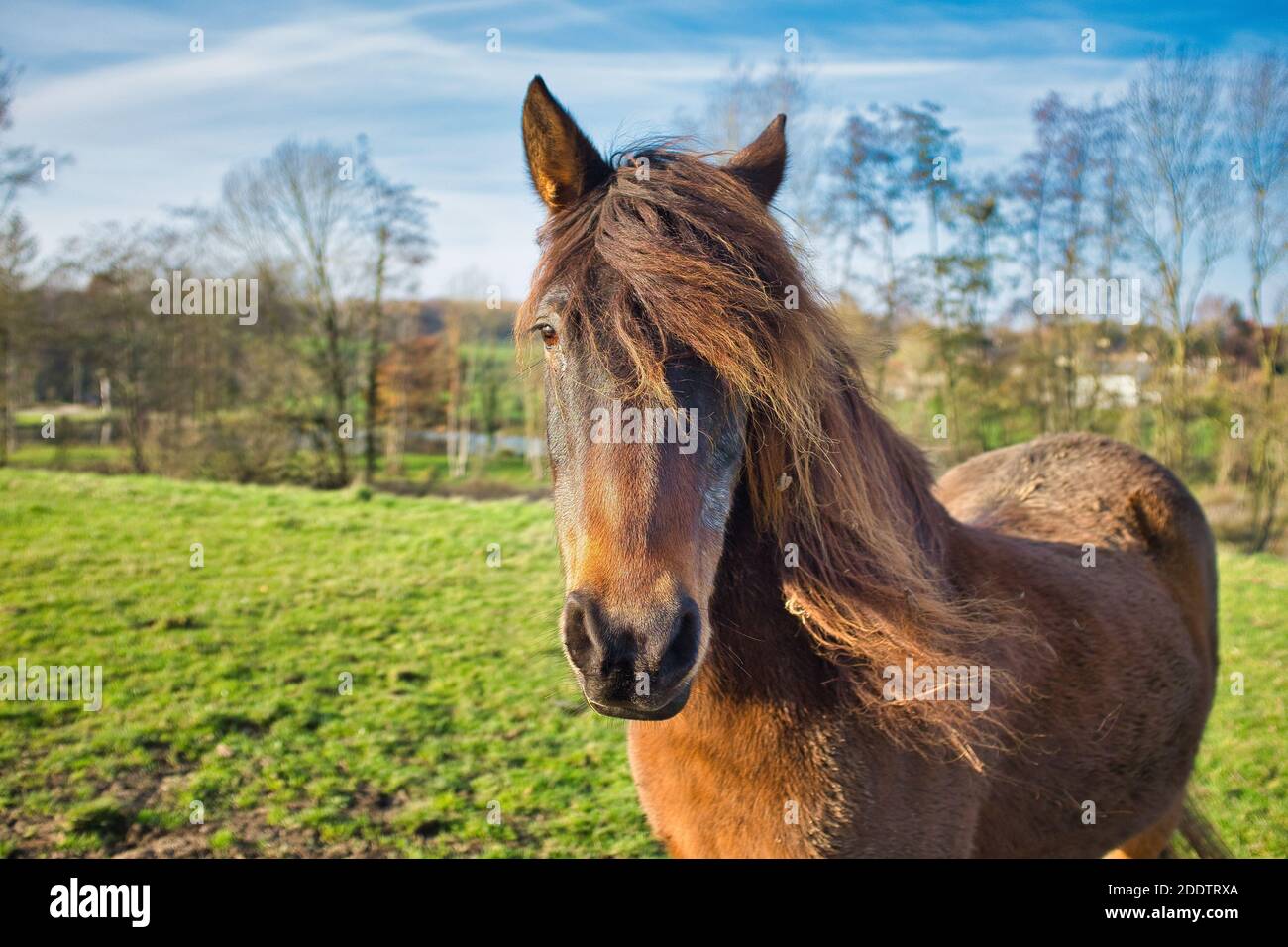 Nahaufnahme eines braunen Pferdes auf den Feldern Stockfoto