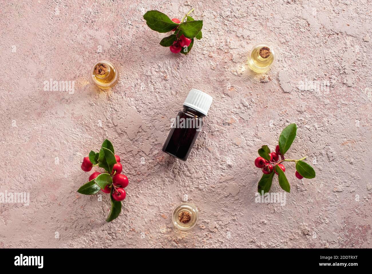 Ätherische Ölflaschen mit wintergrünen Blättern und Beeren auf hellrosa Hintergrund, Draufsicht Stockfoto