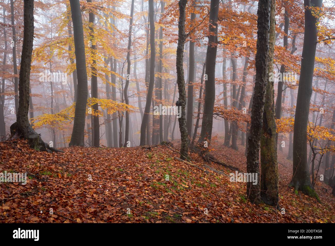 Buchenwald in Mala Fatra Nationalpark an einem nebligen Tag, Slowakei. Stockfoto
