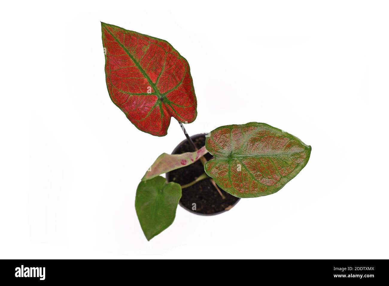 Draufsicht auf die exotische 'Caladium Thai Danasty' Zimmerpflanze mit Rot Blätter und grüne Adern isoliert auf weißem Hintergrund Stockfoto