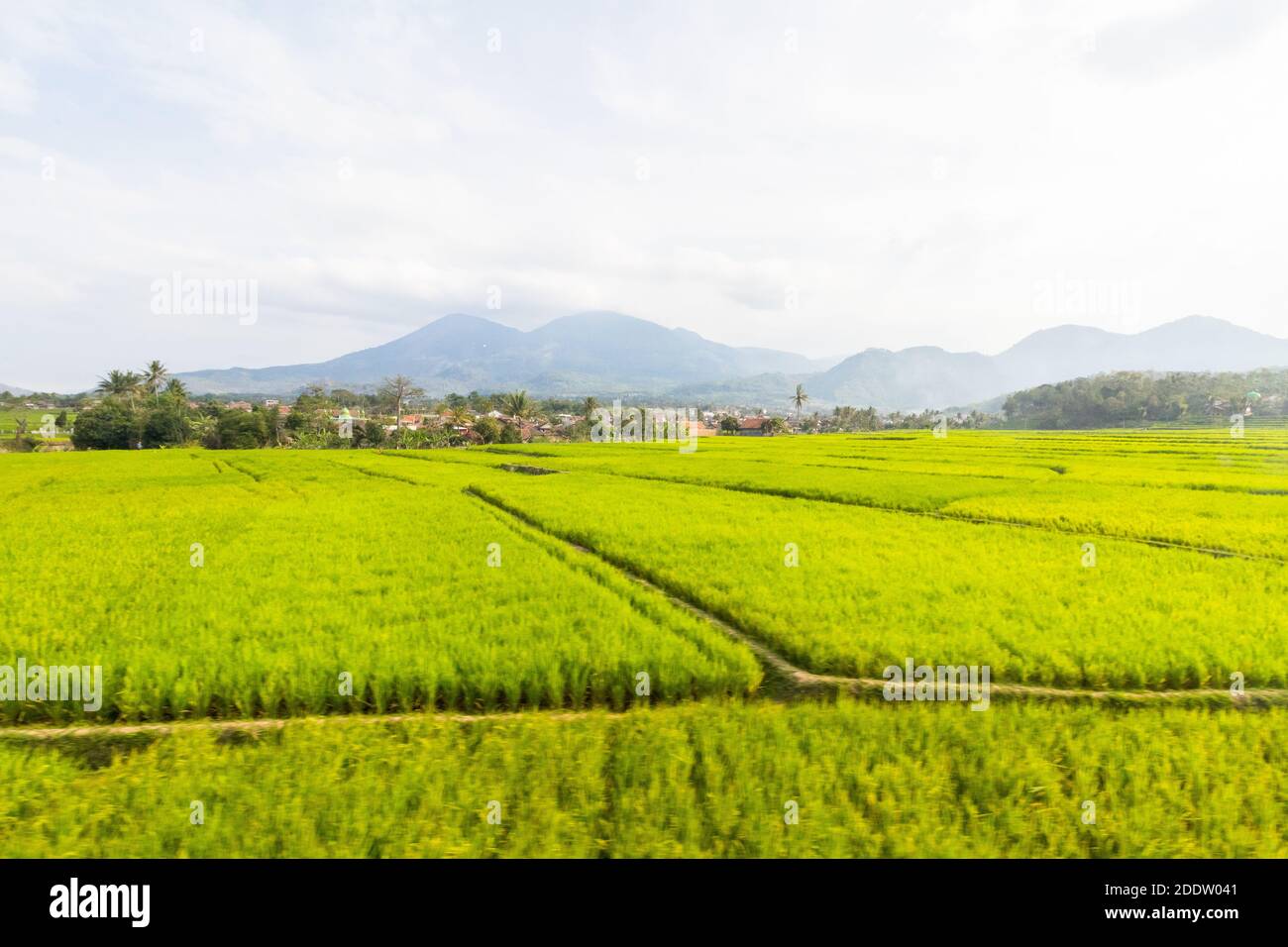 Ein ausgedehntes Reisfeld in Bandung, Indonesien Stockfoto
