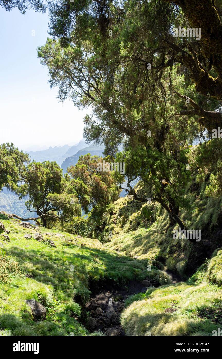 Semien oder Simien Mountains National Park in Amhara in der Äthiopische Highlands in Äthiopien Stockfoto