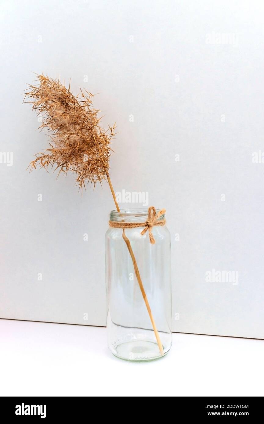 Trockenes Schilf in einer handgefertigten Vase aus Glas auf weißem Hintergrund. Minimaler Trend umweltfreundliches Konzept, neutrale Palette, Designelement. Abstrakter natürlicher Rückenspan Stockfoto
