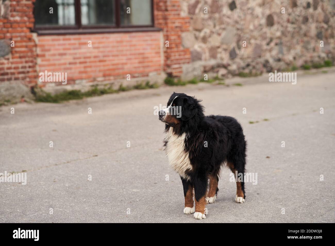 Neufundland Hund steht auf dem Asphalt. Rettungshund Stockfoto