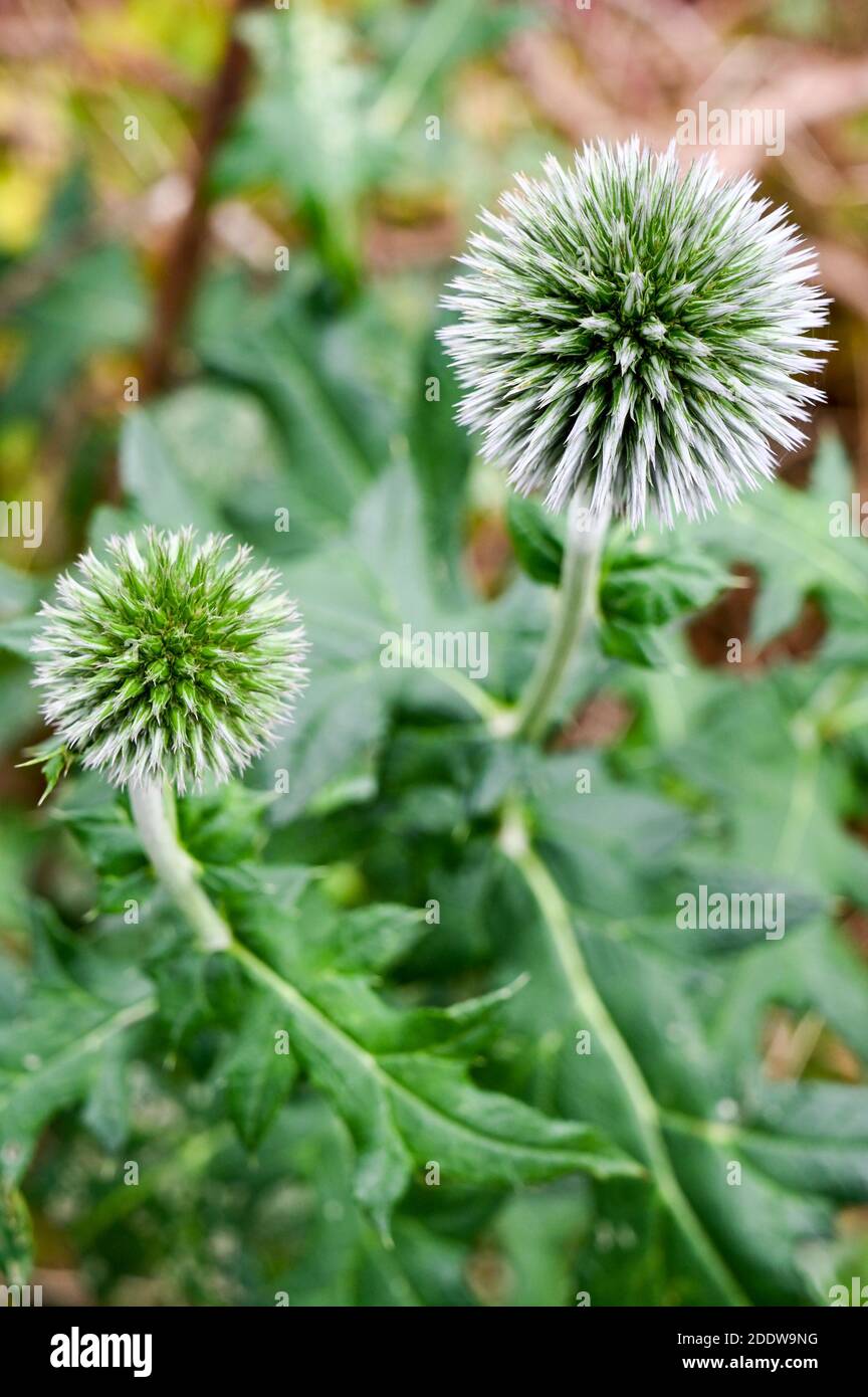 Weiße echinops oder Kugeldisteln (Echinops sphaerocephalus) 'Arctic Glow' blühen. Stockfoto
