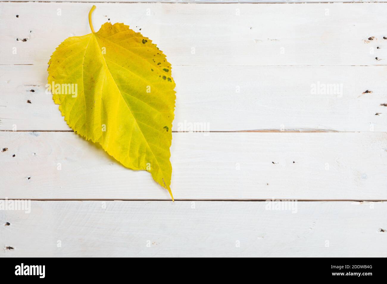 Maulbeerbaumblatt auf dem weißen alten Holzhintergrund. Herbstfarben. Platz für Text kopieren. Stockfoto