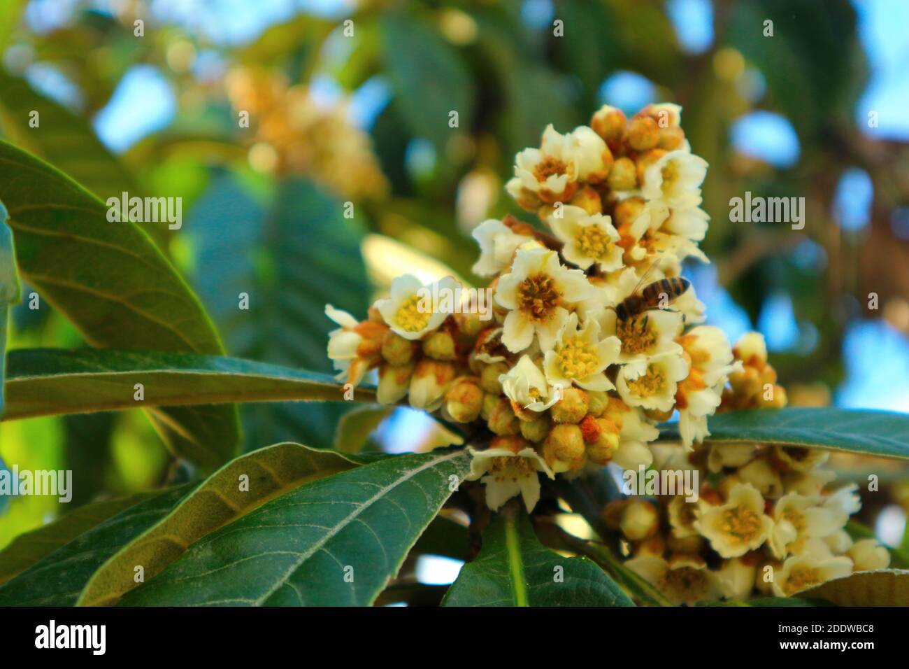 Eriobotrya japonica (Loquat) Baum Herbstblüte. Obstbaumblumen bestäubt durch Biene aus nächster Nähe. Stockfoto