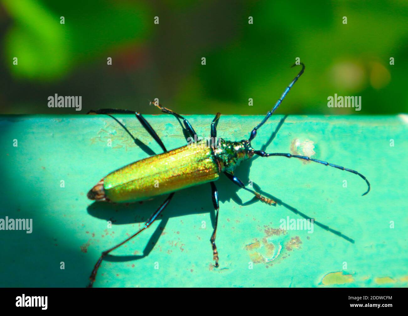 Großer goldgrüner Käfer Spanish Fly (cantharis lytta vesicatoria). Die Quelle des Terpenoids Cantharidin, ein giftiges Blasenmittel einmal als ein verwendet Stockfoto