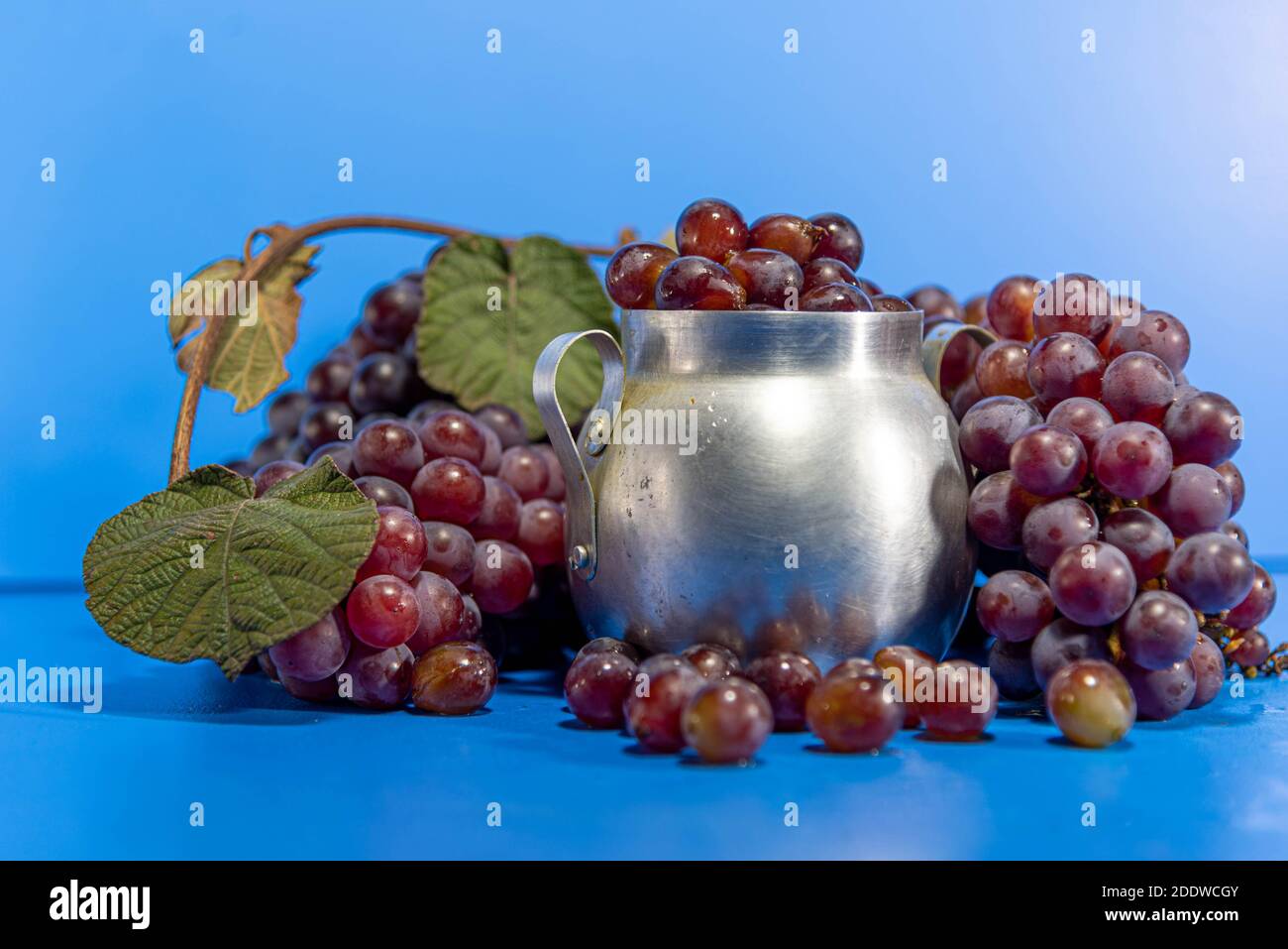 Traubenfrüchte. Zutat für Säfte und Wein. Traubenbeeren in Aluminiumbehälter. Blauer Hintergrund. Menschliche Nahrung Stockfoto