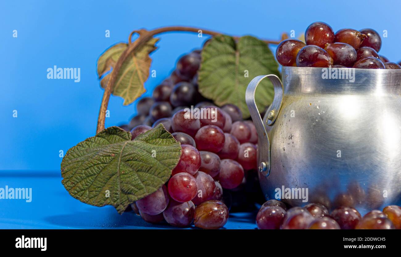 Traubenfrüchte. Zutat für Säfte und Wein. Traubenbeeren in Aluminiumbehälter. Blauer Hintergrund. Menschliche Nahrung Stockfoto