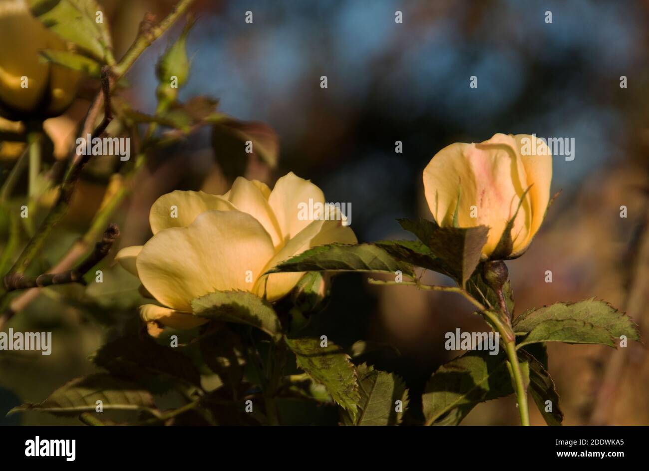 Rosa 'Maigold' Stockfoto