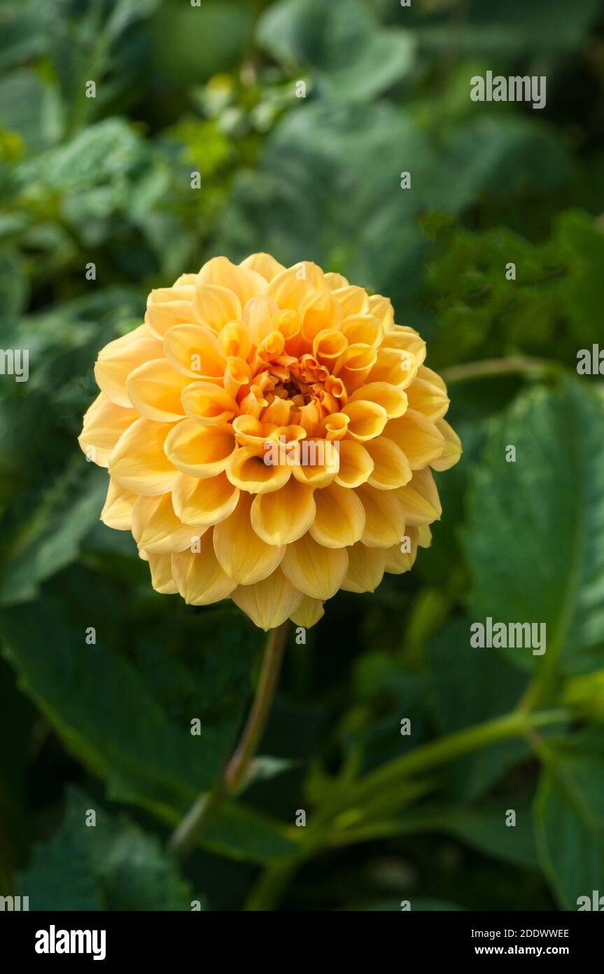 Nahaufnahme von Dahlia Coup de Soleil eine dekorative Dahlia Das ist Sommer blüht EINE tuberöse Pflanze, die sommergrün ist Und halb winterhart Stockfoto