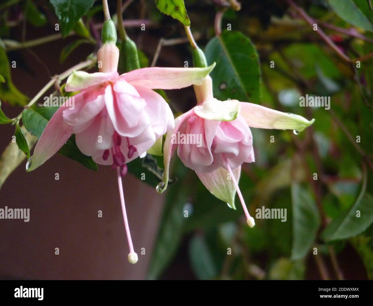 Medinilla Pflanze mit schnen hngenden rosa Blten Stockfotografie - Alamy