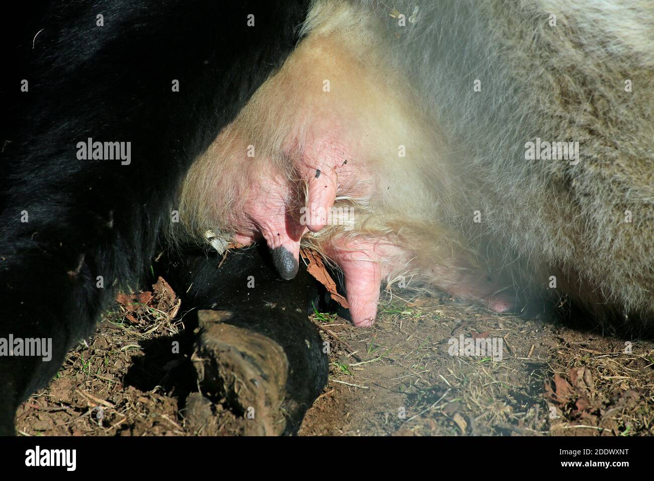 Auf einer Kuh Stockfoto