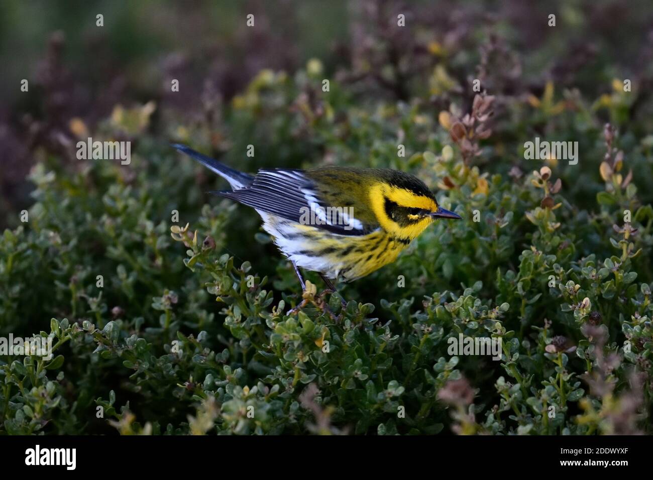 Pacific Grove, Kalifornien, USA. November 2020. Ein Townsend-Waldsänger sucht in den Büschen der Asilomar Dunes nach Insekten wie Raupen im Morgengrauen. Kredit: Rory Merry/ZUMA Wire/Alamy Live Nachrichten Stockfoto