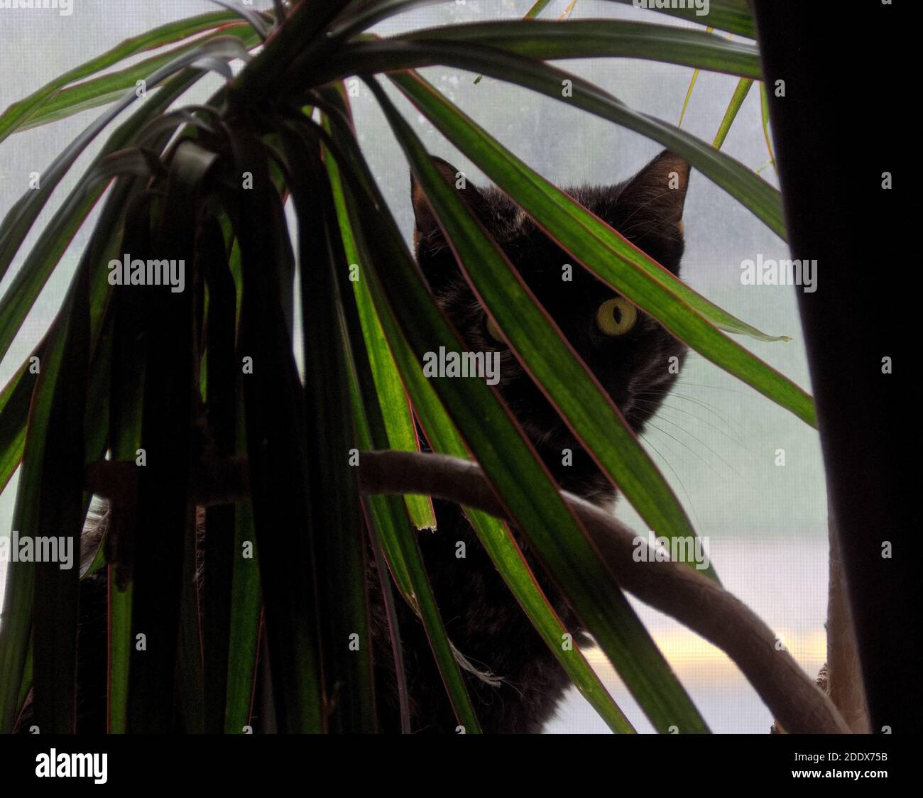 Katze starrte aus Fenster hinter der Gardine Stockfotografie - Alamy