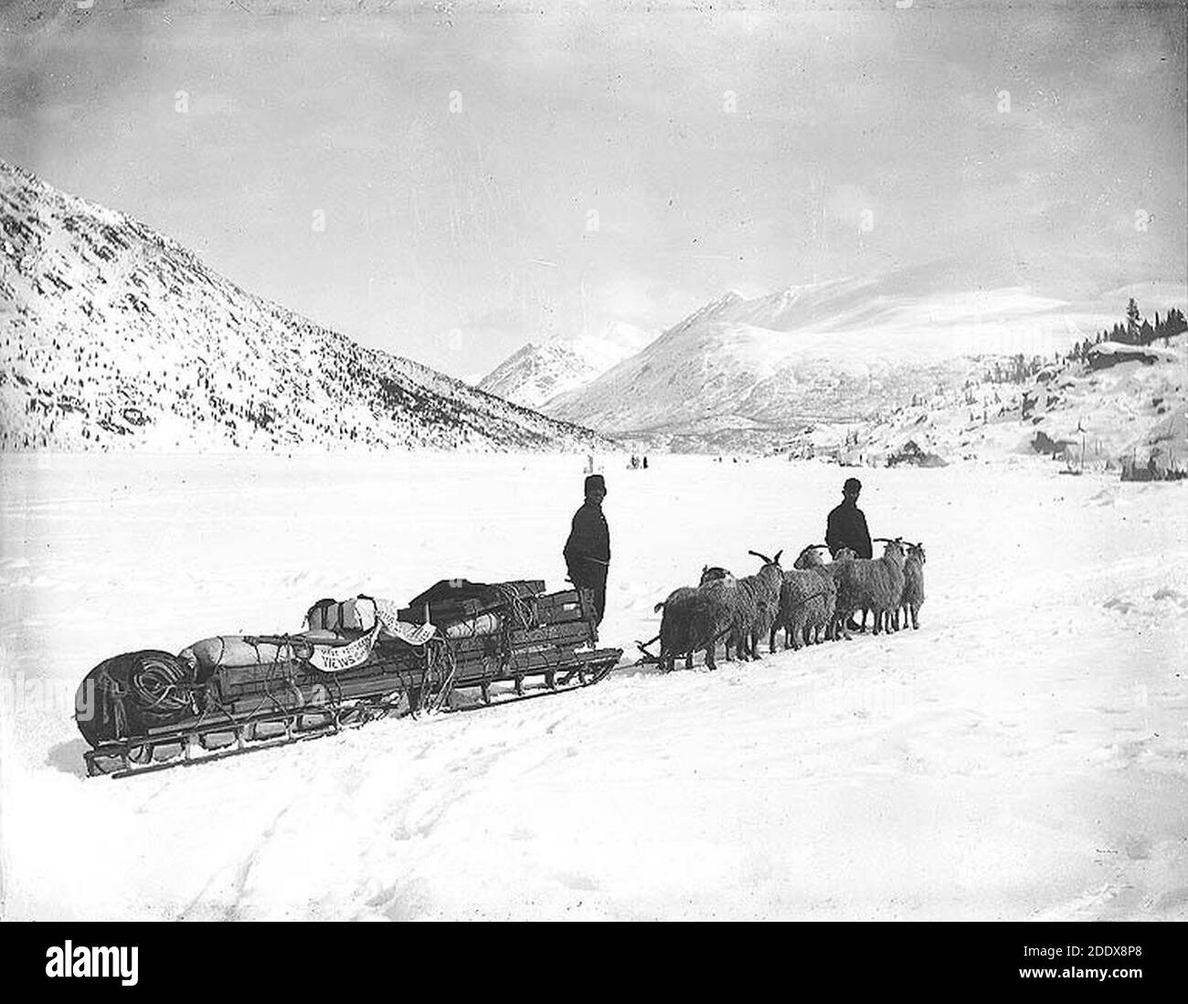 Klondikers mit Schlitten gezogen von Angora Ziegenteam auf einem Gefrorener See wahrscheinlich British Columbia um 1898 Stockfoto