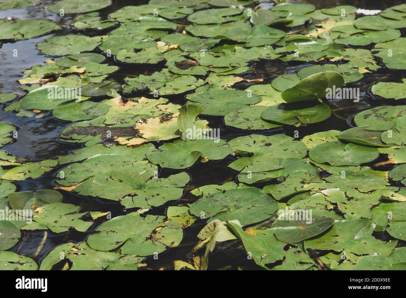 Schlammiges Lily Pad verlässt nach rauem Wetter Stockfoto