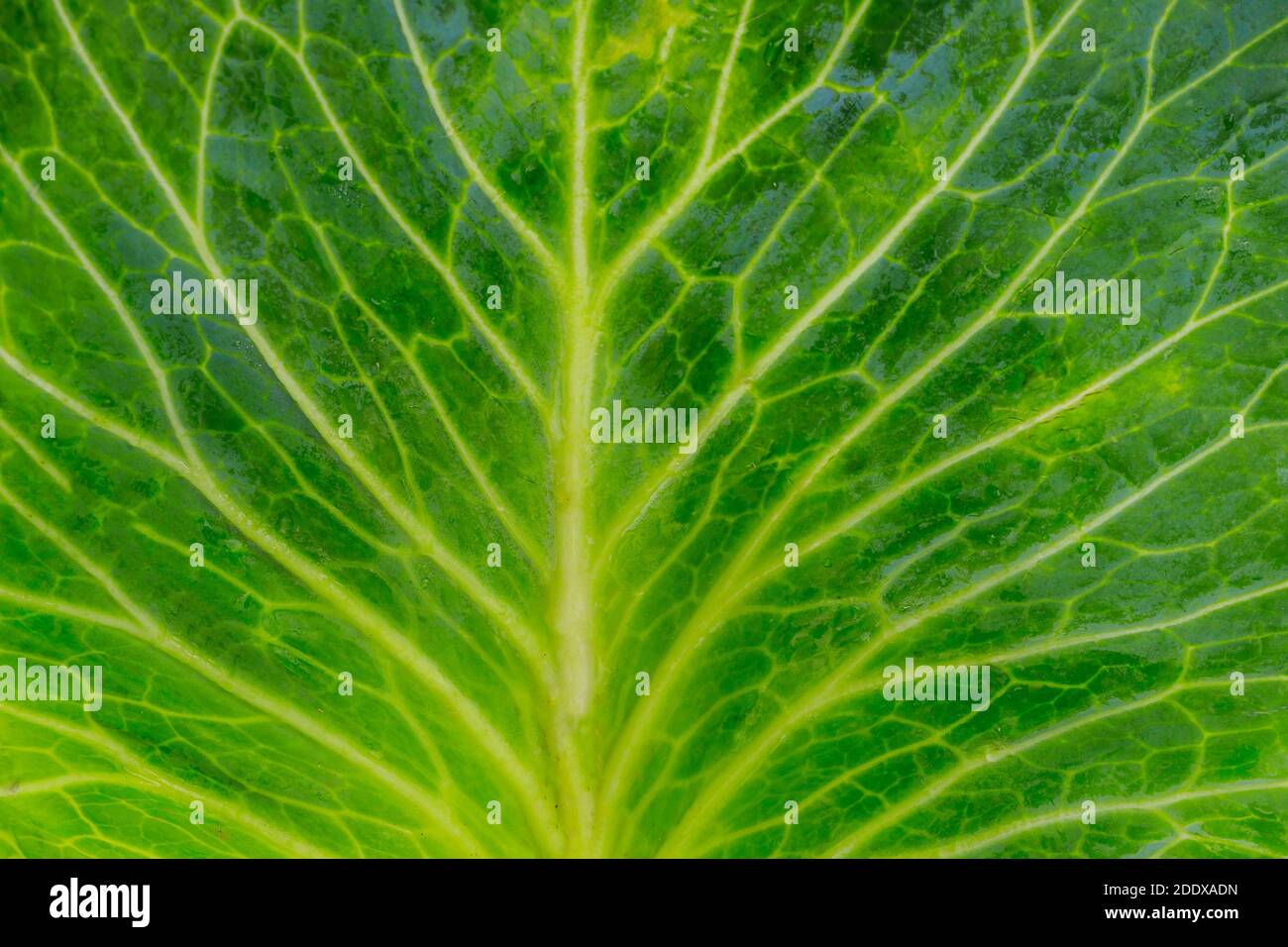 Textur von Kohlblatt Nahaufnahme, Vollformat. Stockfoto